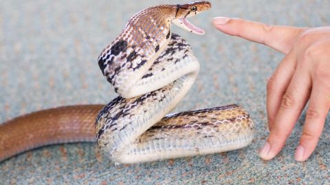 Чего опасаться на Пхукете: змеи, медузы и другие сюрпризы