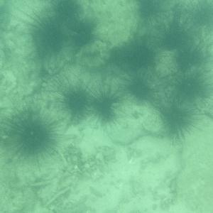 Фото отзыва Елена №4