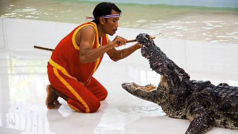 Крокодиловая ферма - preview #2