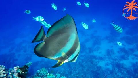 Снорклинг на острове Рача - фото 10