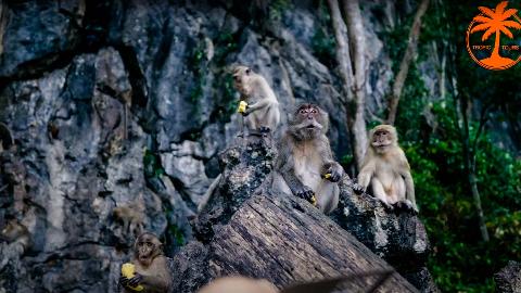 Храм Обезьян, Зов Джунглей 