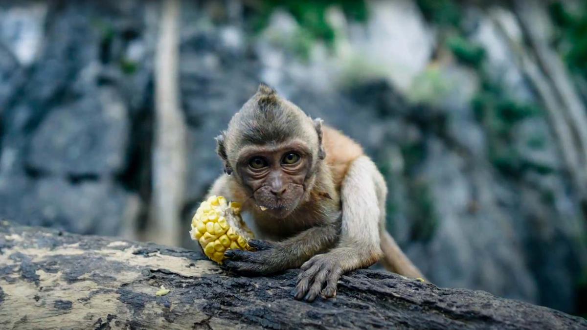 Экскурсия Зов Джунглей