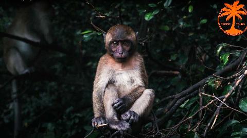 Храм обезьян, Удивительная Пханг Нга