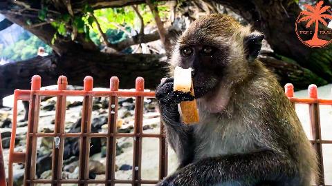 Пляж обезьян на Пхи Пхи Дон